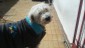 Winston y su capa